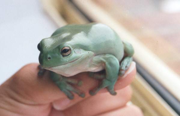 White's Tree frog