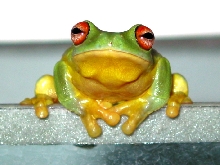 Australian Red Eye Tree Frog