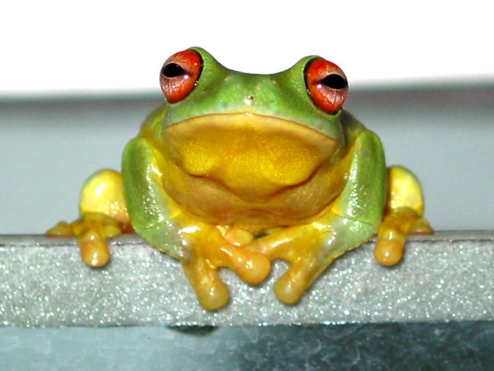 Australian Red Eye Tree Frog