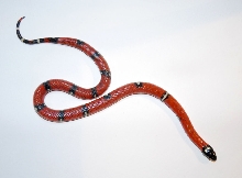 VP female