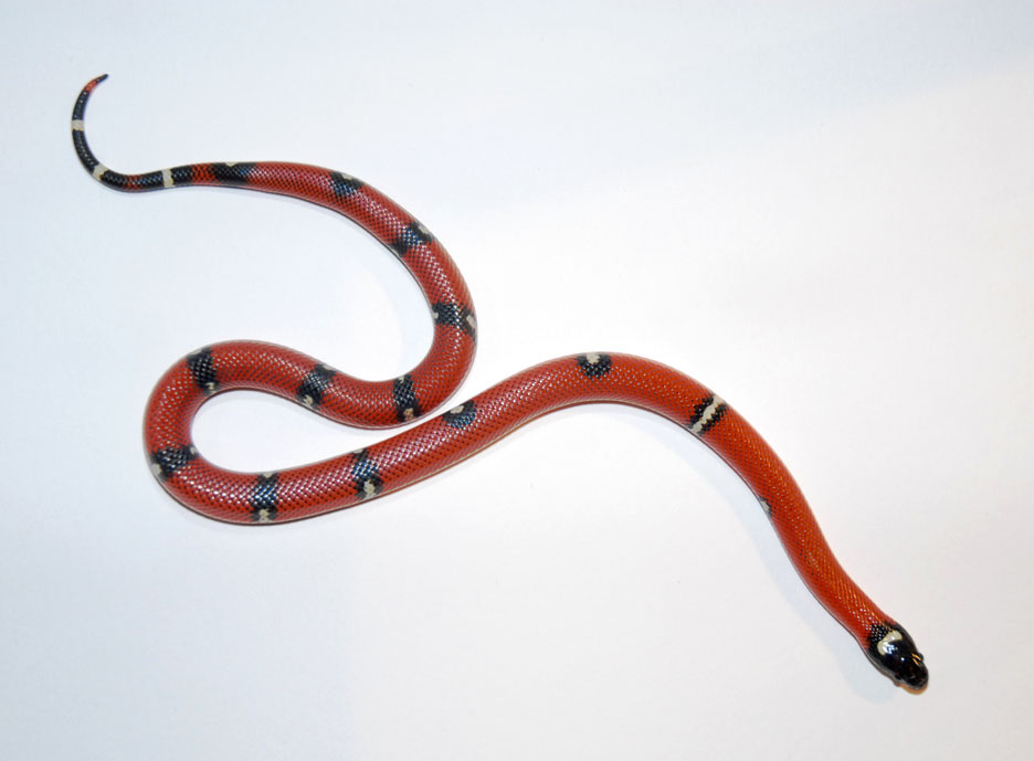 VP female