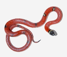 VP male