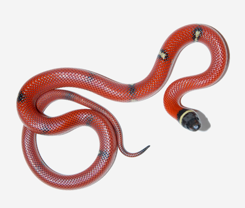 VP male