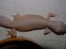 gravid?