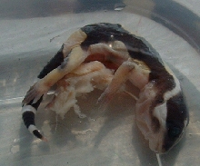 stillborn
