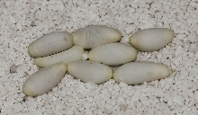 northern ringneck snake eggs