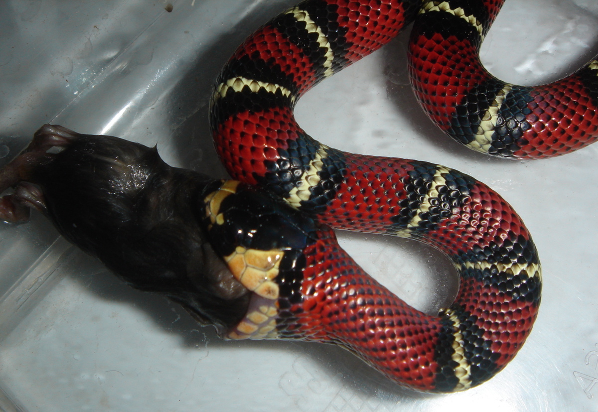 baby gaigae eating