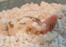 hatching