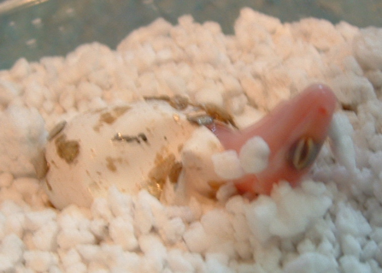 hatching