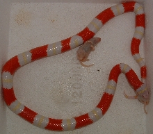 Albino Nelsoni feeding