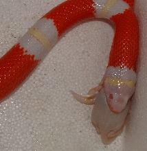albino nelsoni feeding