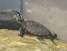 Painted turtle baby