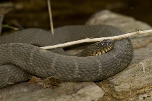 water snake