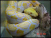 Albino Lavender Retic