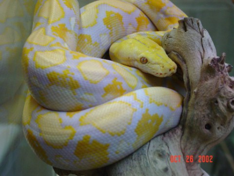 Albino Lavender Retic