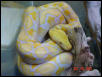 Albino Lavender Retic
