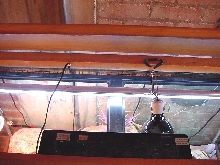 Elvis Cage