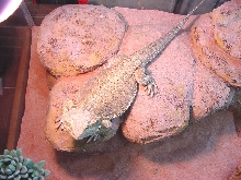 Rock Basking ARea
