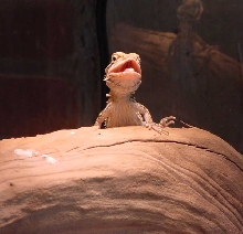 Feed Me