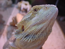 Elvis