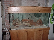 Elvis enclosure
