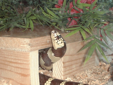 New hide box