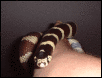 A very gentle snake
