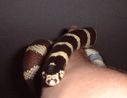 A very gentle snake