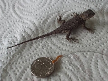Fence Lizard 01