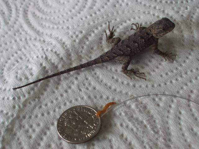 Fence Lizard 01