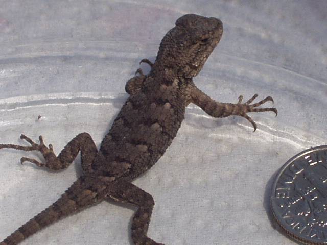 Fence Lizard 02