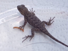 Fence Lizard 03