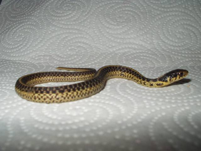 Garter 04