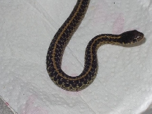 Garter 01