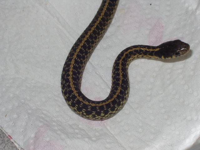 Garter 01