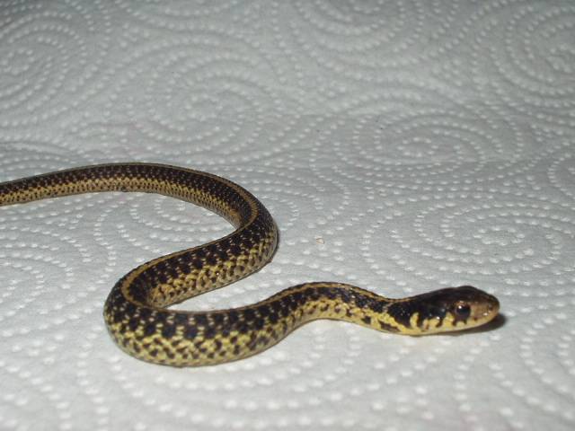 Garter 02