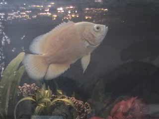 My Albino Oscar