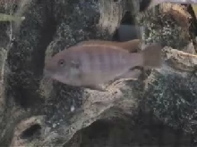 Please Help Indentify