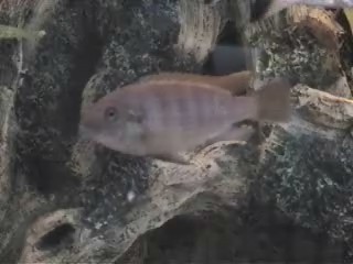 Please Help Indentify