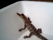 crocodyle of Cuba