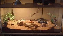 Leopard gecko cage