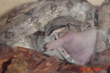 Baby boa eating rat pup