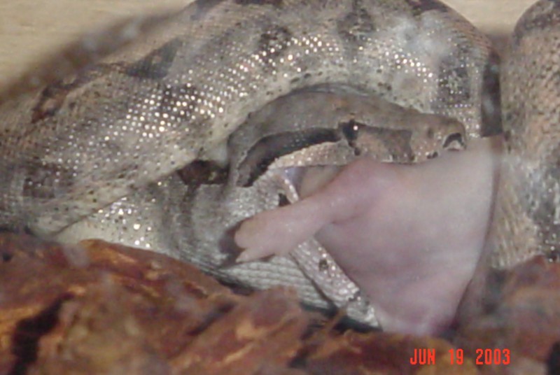 Baby boa eating rat pup