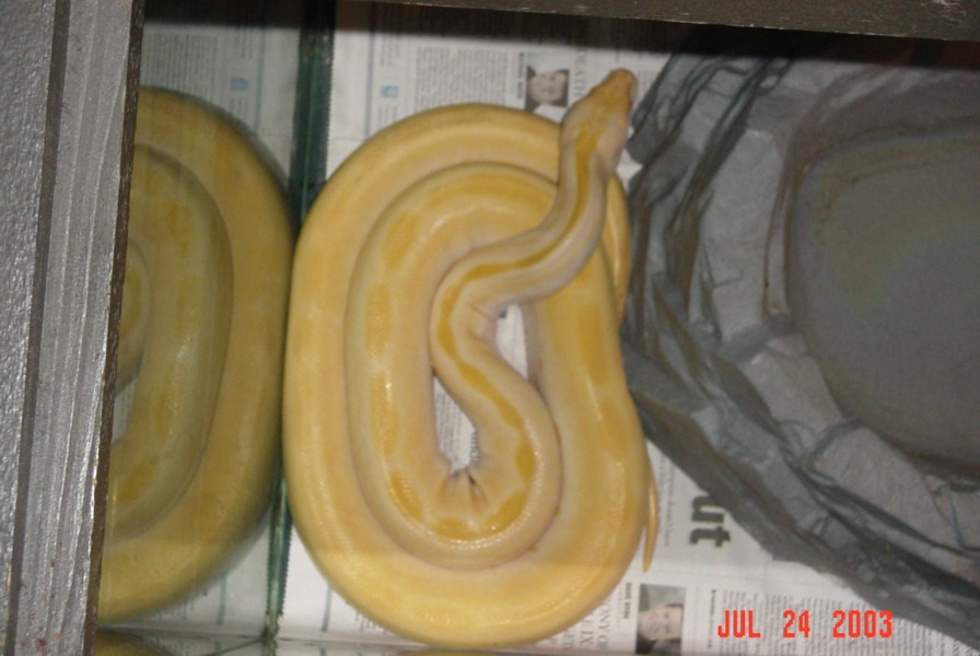Albino green