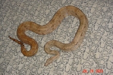 Female Hogg Island Boa