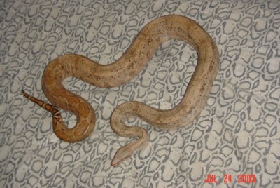 Female Hogg Island Boa