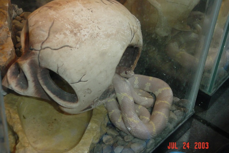 Lavender Kingsnake