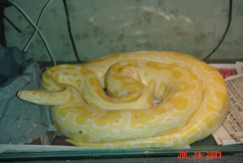 10 1/2 foot female albino burm
