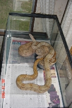 Pair Of Hogg Islands