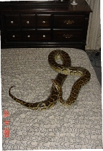 9 Foot Burm
